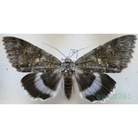 Catocala fraxini (Linnaeus, 1758) female Wstęgówka jesionka ex. ovo Czech 81mm26